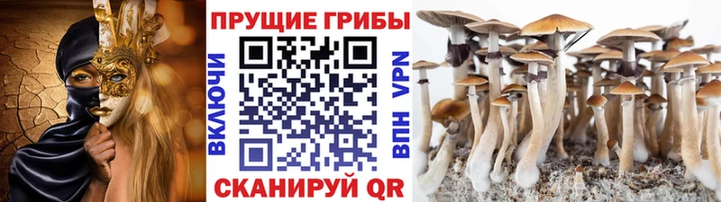 Псилоцибиновые грибы Psilocybe  blacksprut ONION  Жуковка 